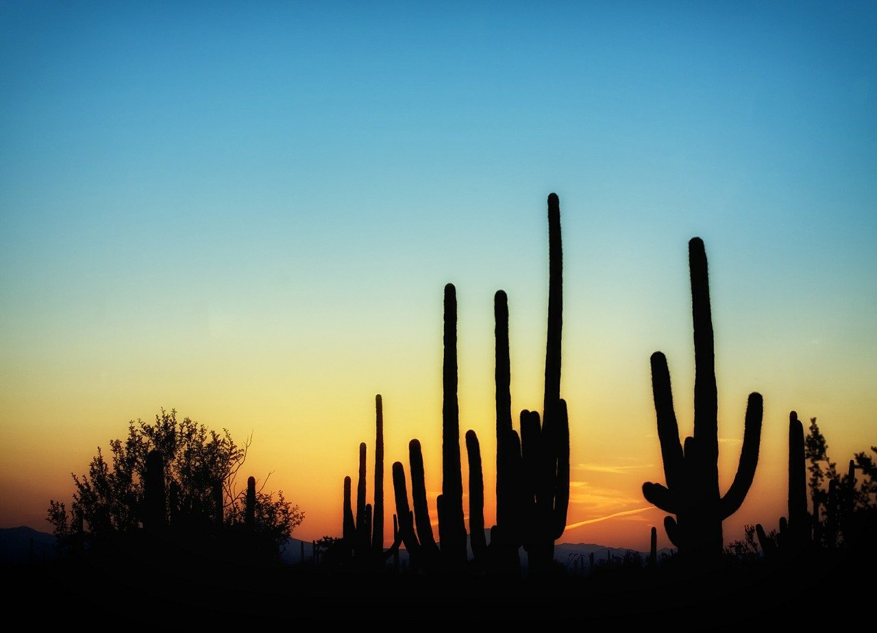 arizona, cactus, cacti